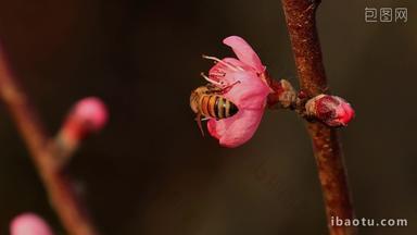 春天桃花蜜蜂采蜜景观
